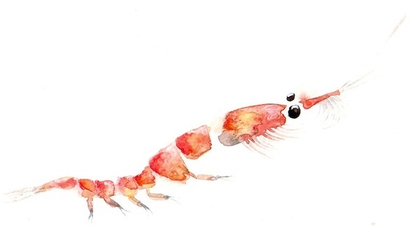 Krill
